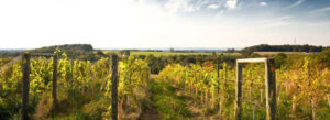 Vineyard in sunset