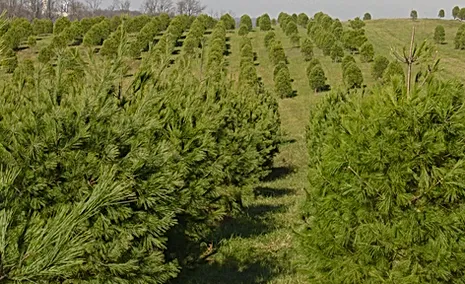 Clemsonville Christmas Trees
