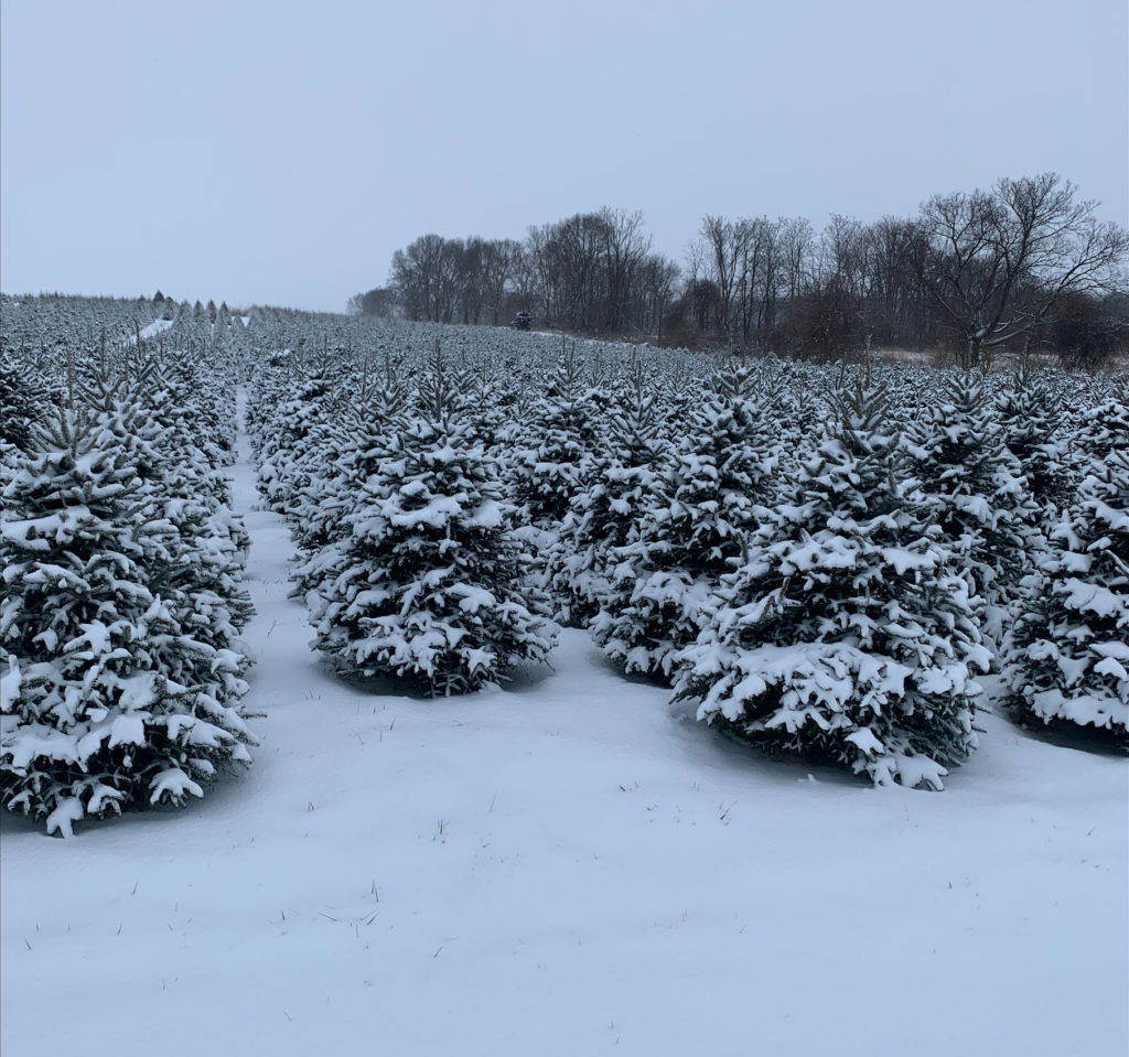 Mayne's Tree Farm