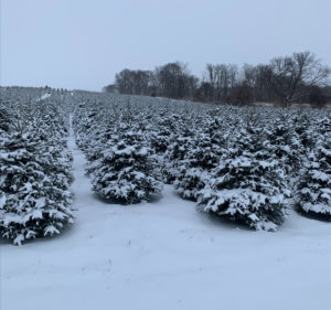 Mayne's Tree Farm