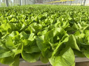 District Farms lettuce