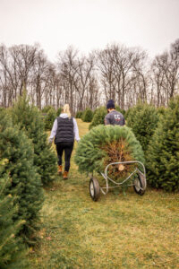 Hauling Christmas Tree