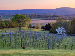 Mazzaroth vineyard