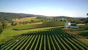 Six Wickets vineyard