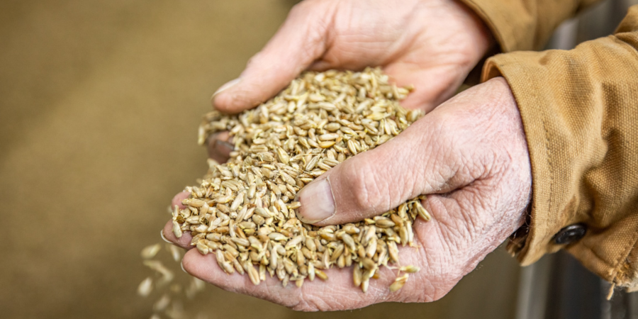 Grain in hands