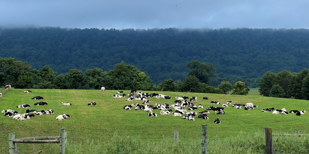 farm scene with dairy cows