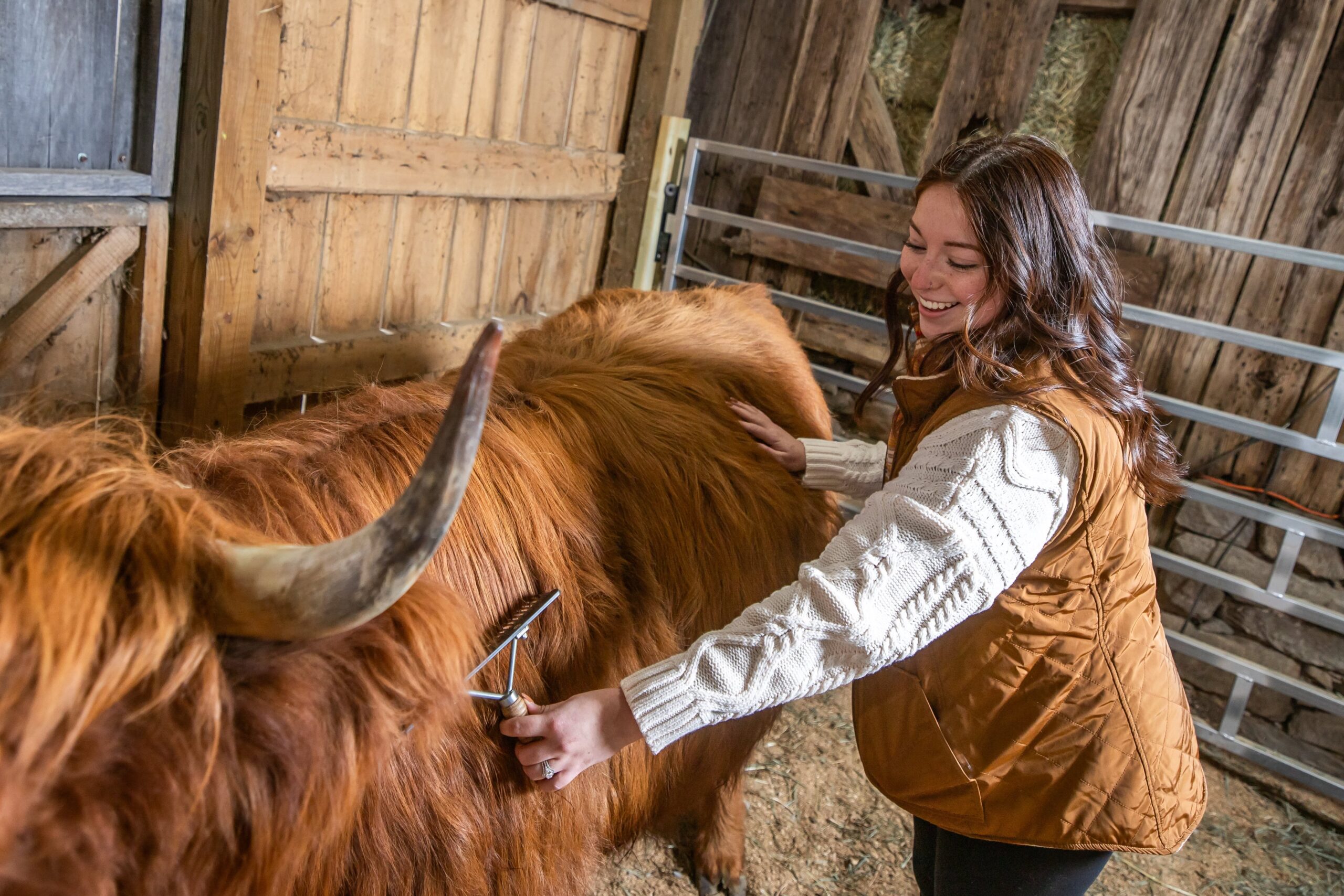 girl brushing highland cow