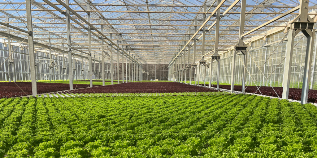 Hydroponics