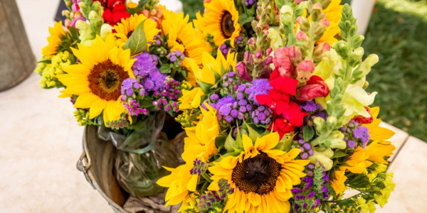 Bright yellow red and purple Flowers