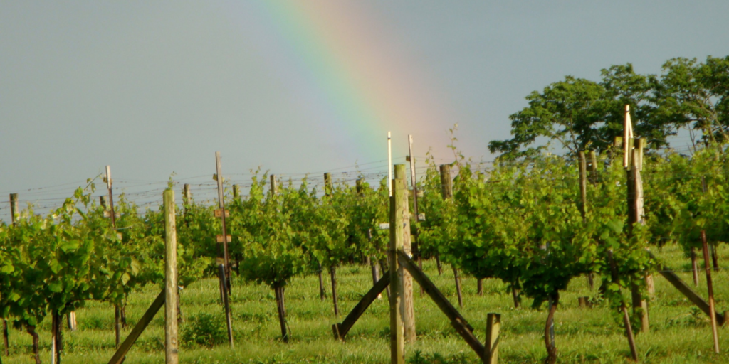 vineyard with rainbow in background