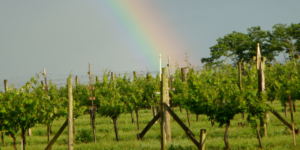 vineyard with rainbow in background