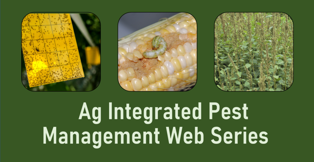 Green image with showing crops with bugs