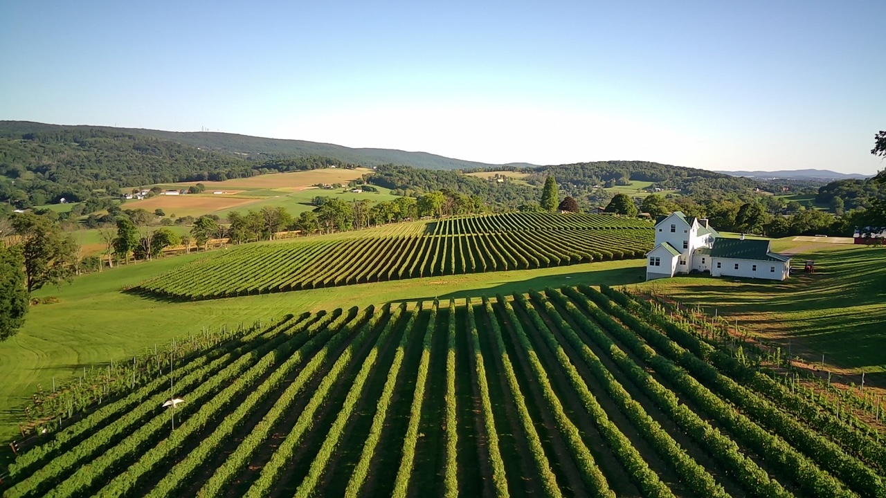 vineyard with mountains in background