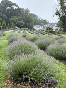 lavender field with house in the background