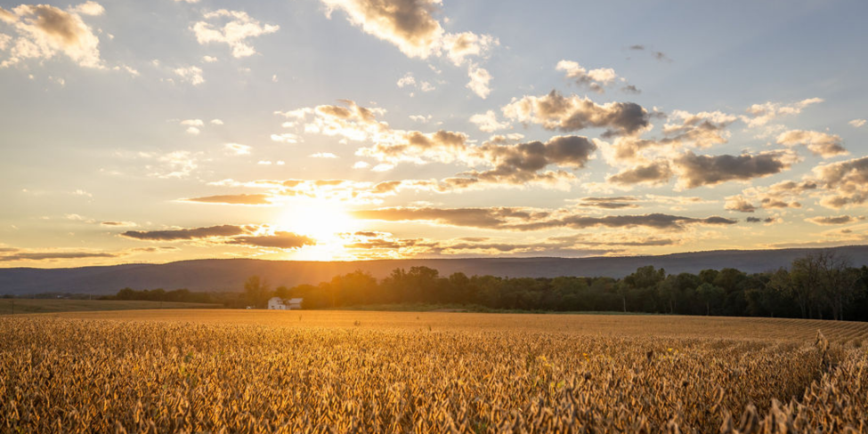 sunset over golden soybean field