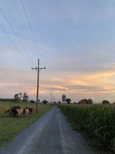 lane leading back to farm