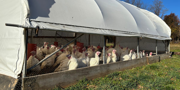 turkeys in a mobile coop