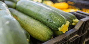 green zuchinni