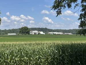 corn field with farm and barns in the background