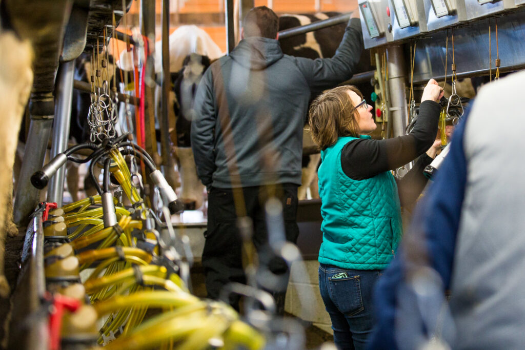 a women in a milking operation hooking up cows to the milking machine