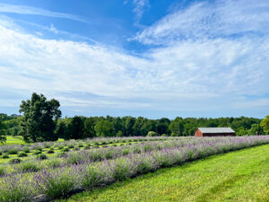 lavender fields