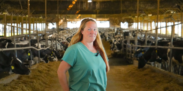 A picture of a women in a dairy cow barn