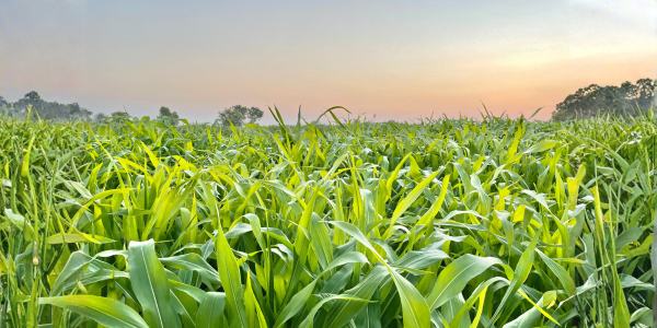 a corn field with a sun set