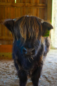 a highland cow