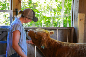 a women and a cow