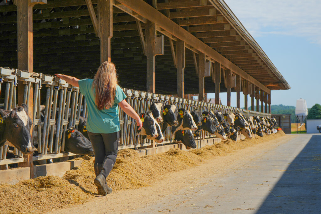 a women checking the metal bars on a cow feeding area