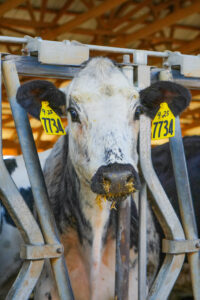 a picture of a dairy cow