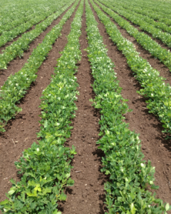 a row of lettuce 